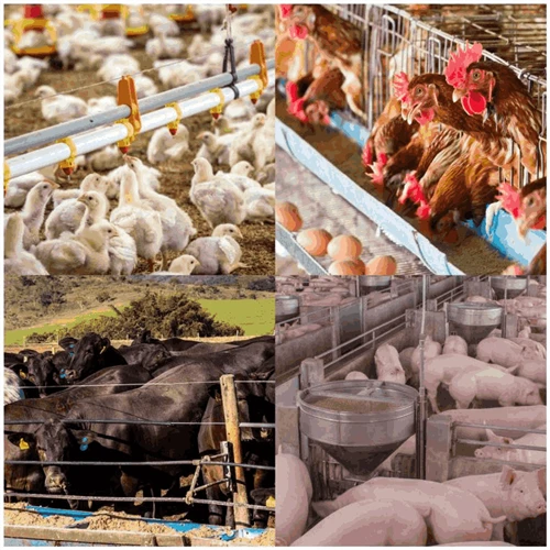 Analysis Of Animal Feed
