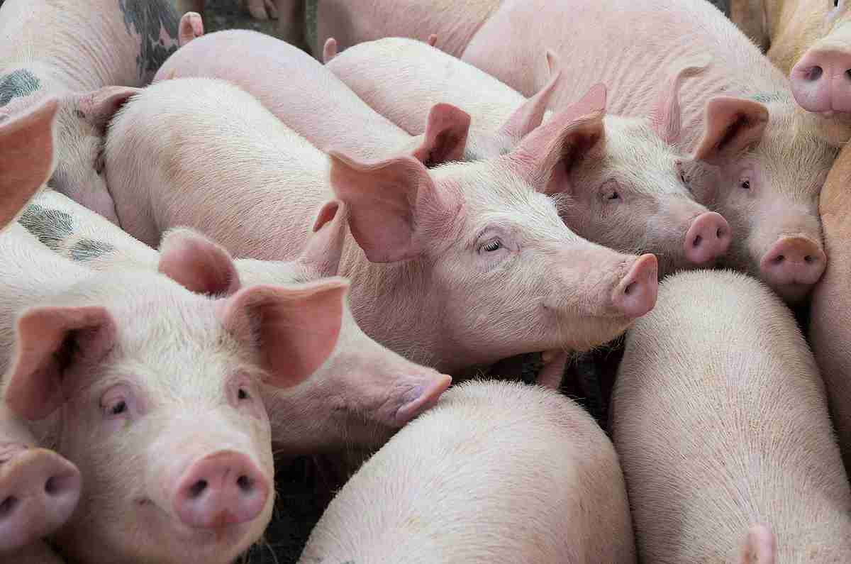 pig fodder pig fodder